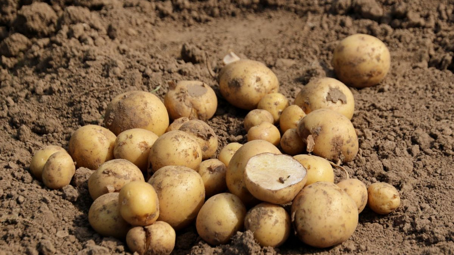 Kartoffeln auf Erde