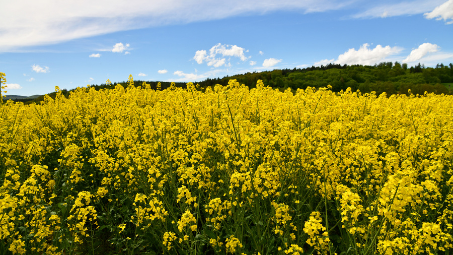 Blühendes Rapsfeld