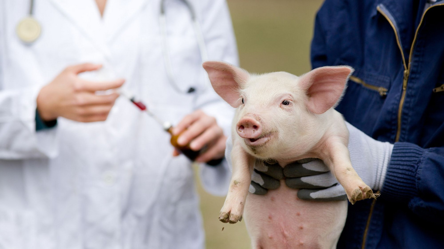 Ferkel bekommt Antibiotika vom Tierarzt.