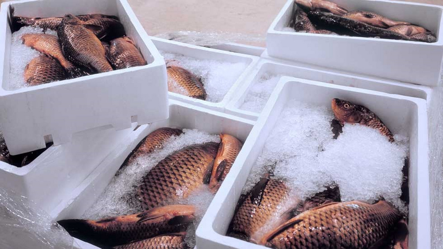 Fisch in Boxen mit Eis