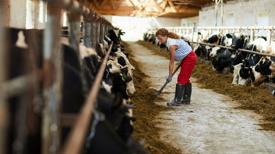 Landwirtin schiebt Futter im Kuhstall an