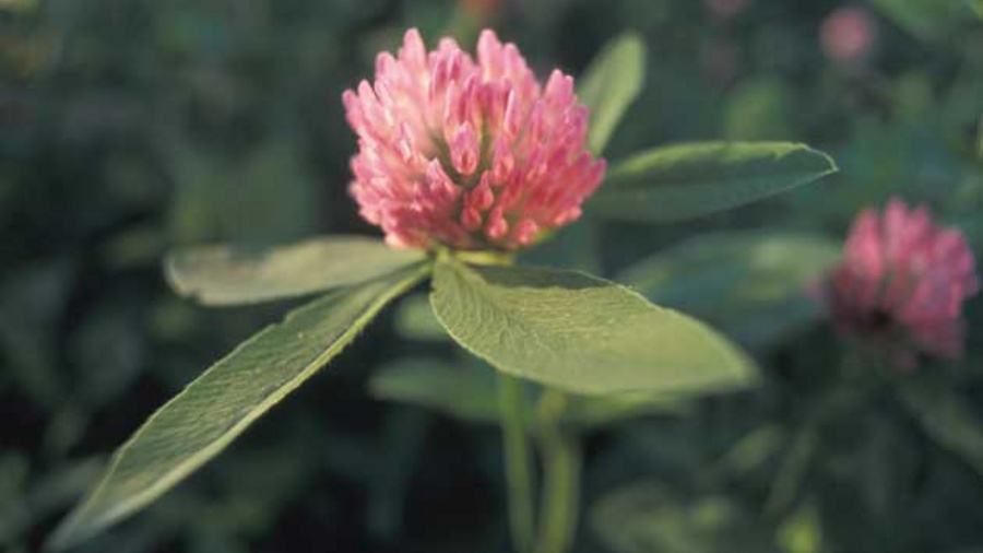 Blüte einer Rotkleepflanze
