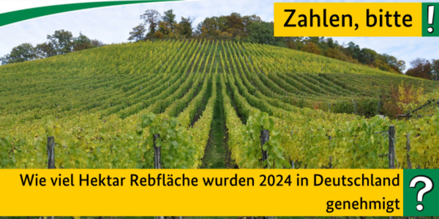 Quiz Zahlen, bitte! Wie viel Hektar Rebfläche wurden 2024 in Deutschland genehmigt?