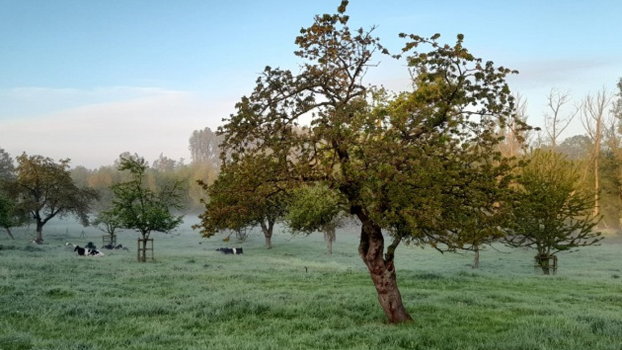 Wiese mit Bäumen und Kühen