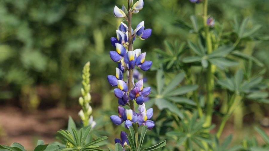 Anbau von Lupinen