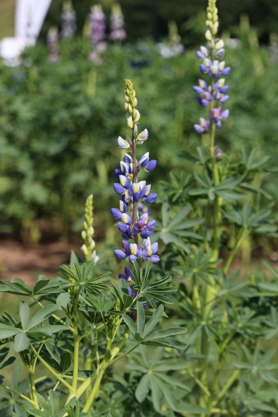 Blühende Lupine