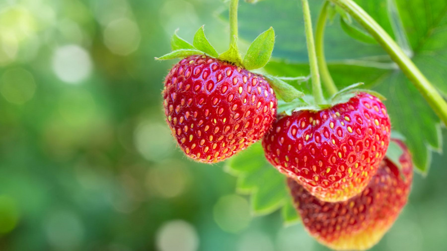 Erdbeeren am Strauch.