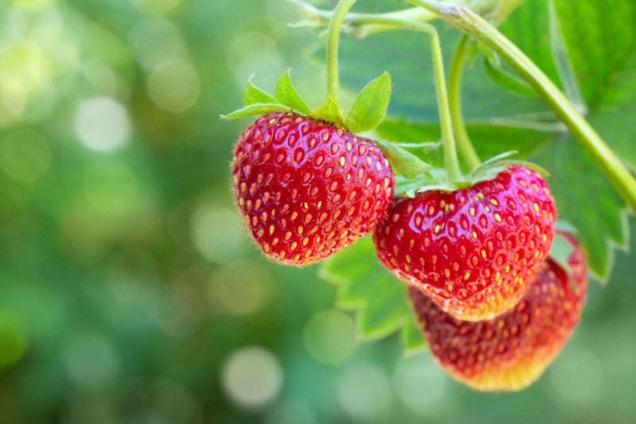 Nahaufnahme roter Erdbeeren am Strauch