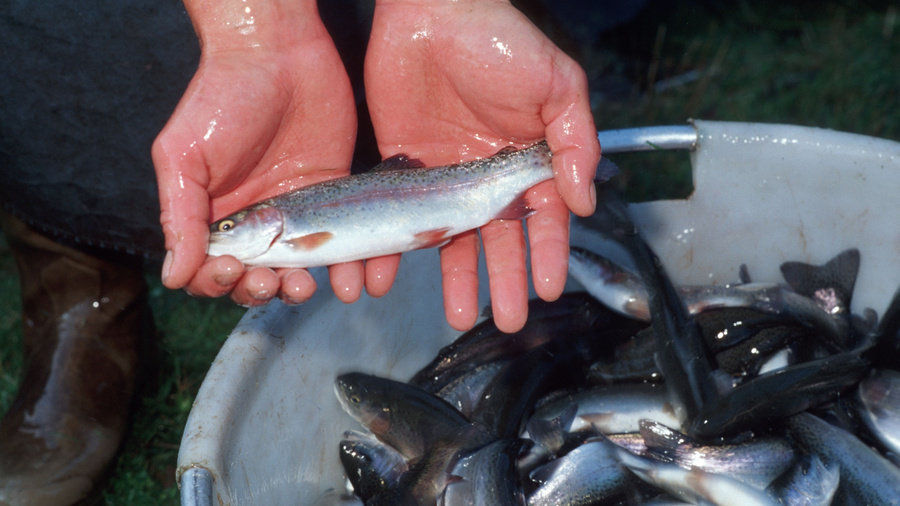 Forelle aus Aquakultur in der Hand