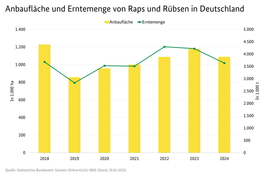 Säulendiagramm: Anbaufläche von Raps und Rübsen in 1.000 Hektar. Als Liniendiagramm ist die Erntemenge von Raps und Rübsen in 1.000 Tonnen dargestellt.