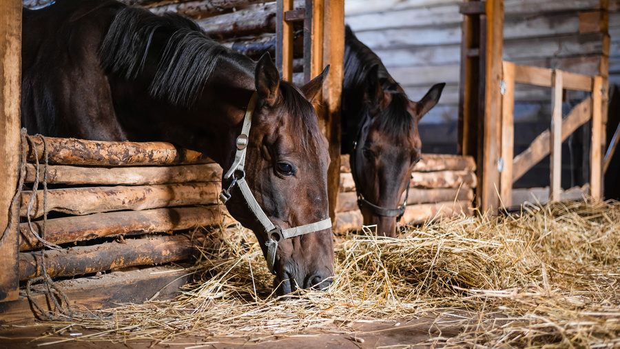 Zwei Pferde fressen Heu in einem Stall