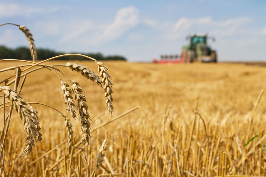 Feld mit Getreide