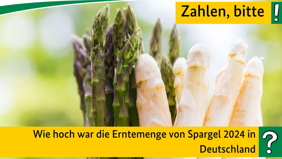 Wie hoch war die Erntemenge von Spargel 2024 in Deutschland?