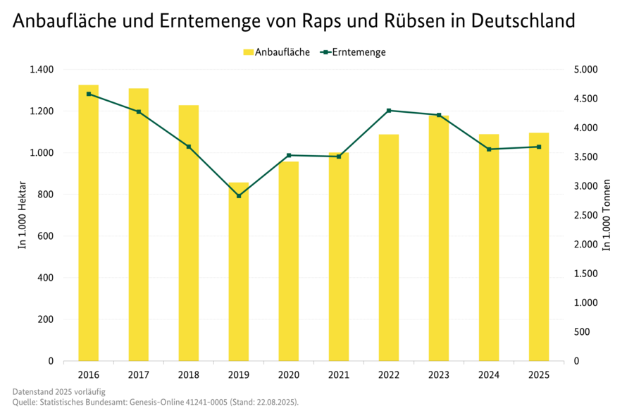 Säulendiagramm: Anbaufläche von Raps und Rübsen in Deutschland. Liniendiagramm: Erntemenge von Raps und Rübsen.