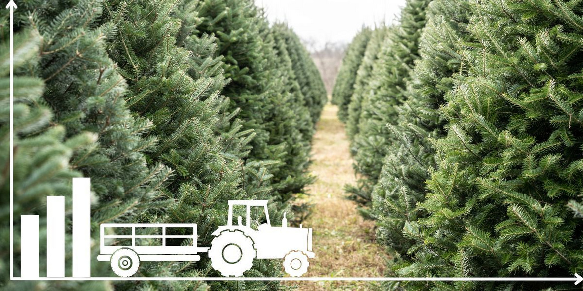 Traktor vor einer Weihnachtsbaumkultur