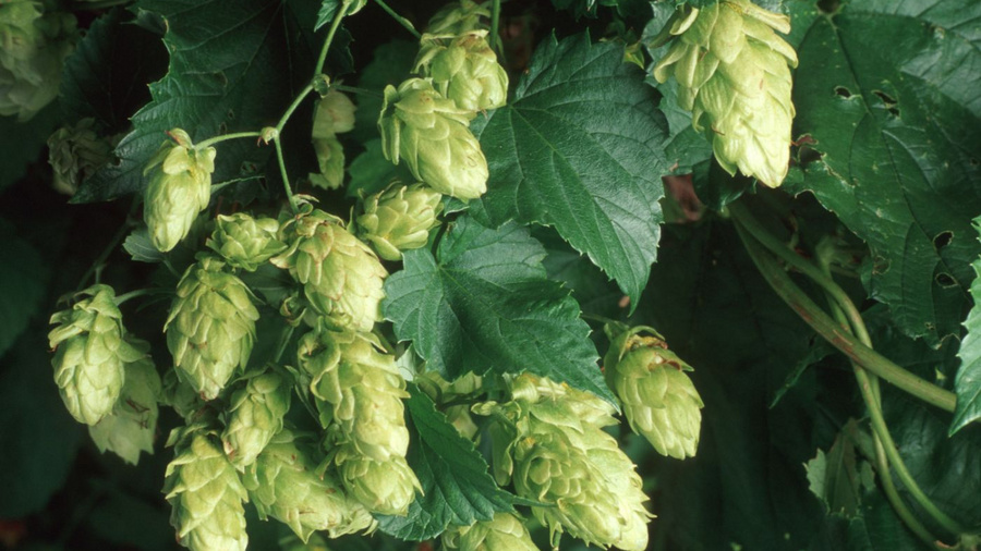 Erntereifer Hopfen