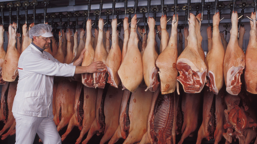 Halbe und ganze ausgenommene Schweine hängen am Schlachthaken