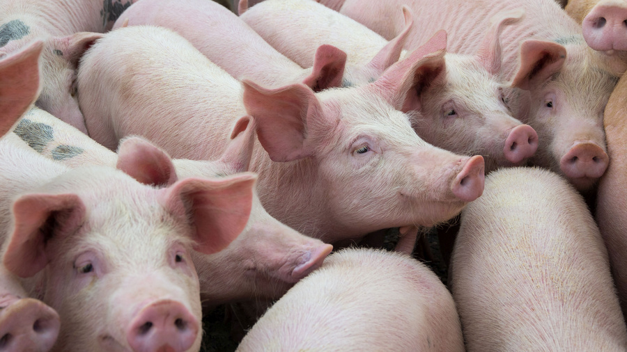 Schweine in einem Stall.