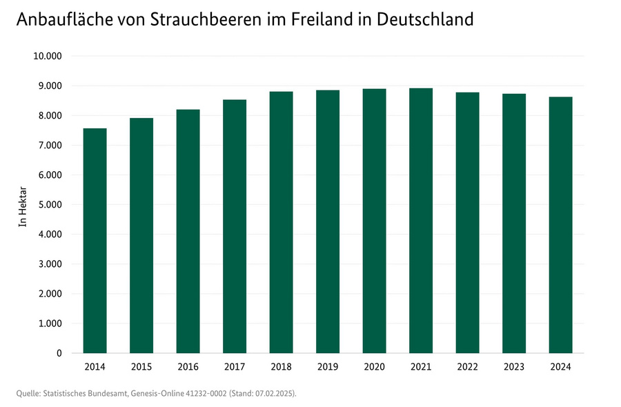 Säulendiagramm: Anbaufläche von Strauchbeeren in Deutschland in Hektar. 