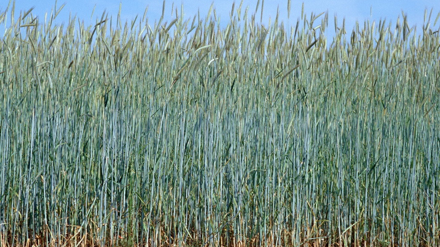 Winterroggen auf dem Feld