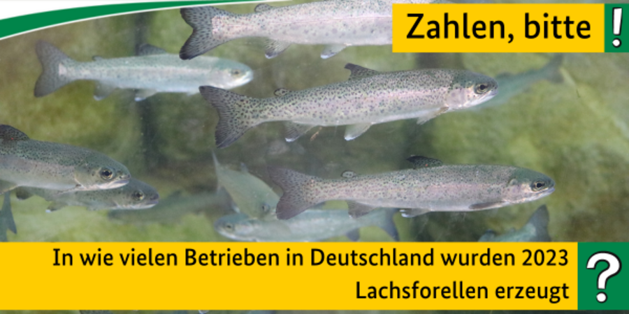 Quiz Zahlen, bitte! In wie vielen Betrieben in Deutschland wurden 2023 Lachsforellen erzeugt?