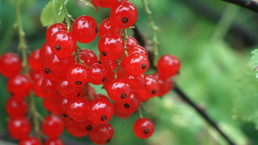 Rote Johannisbeeren am Strauch