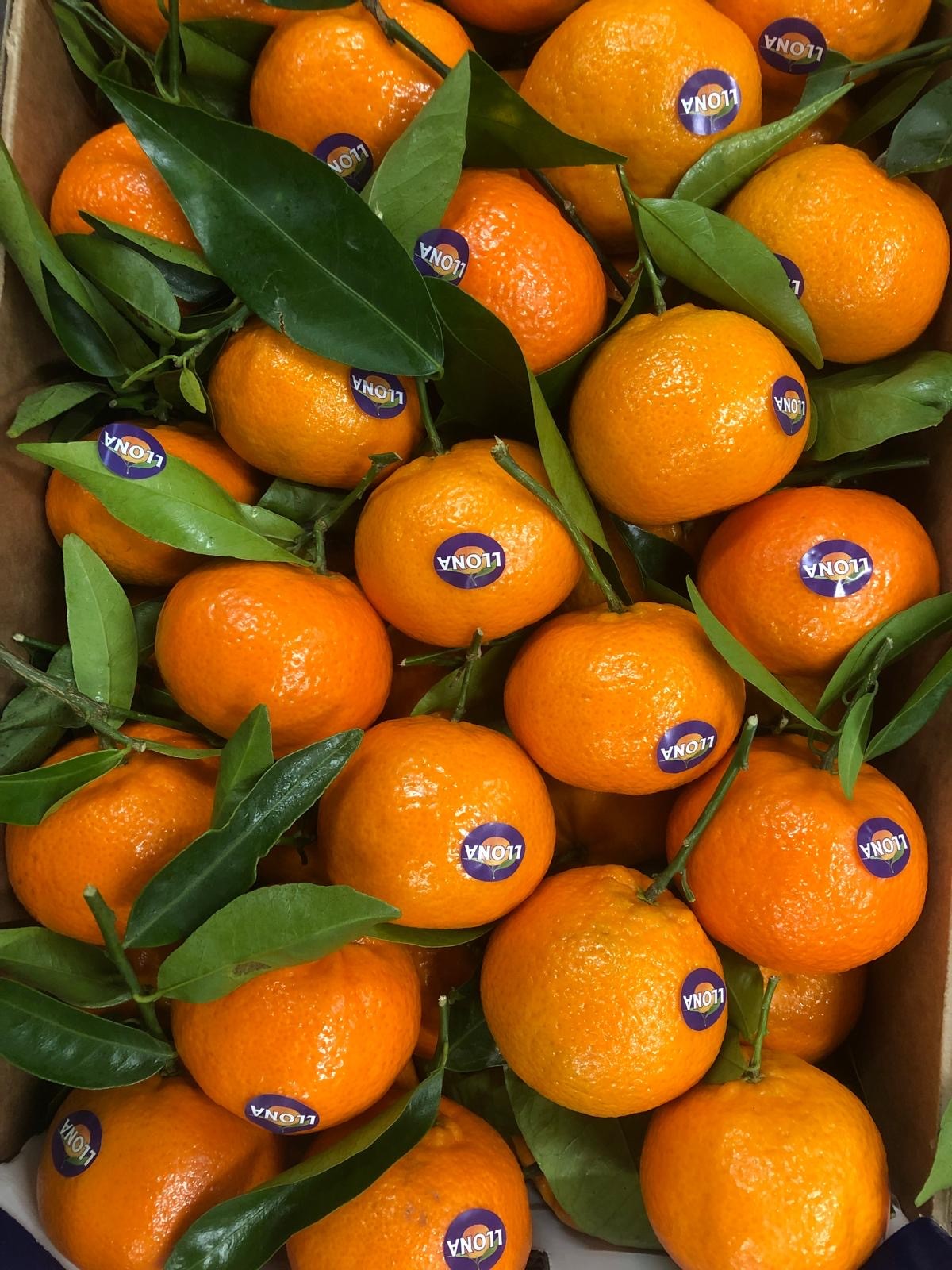 Frische Orangen mit grünen Blättern in einer Kiste.